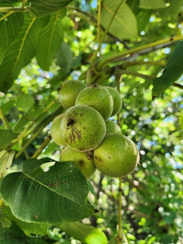 ___Ruifa's tweet photo. 大家知不知道这是什么果子🐿️？

今朝の山登りで見つけた植物なんだけど、最初何か分からず💭調べてみたら意外な食べ物でした！！元々はこんな感じなんだって初めて知った👀みんなはわかる？？ https://t.co/XZLIIuhZrf