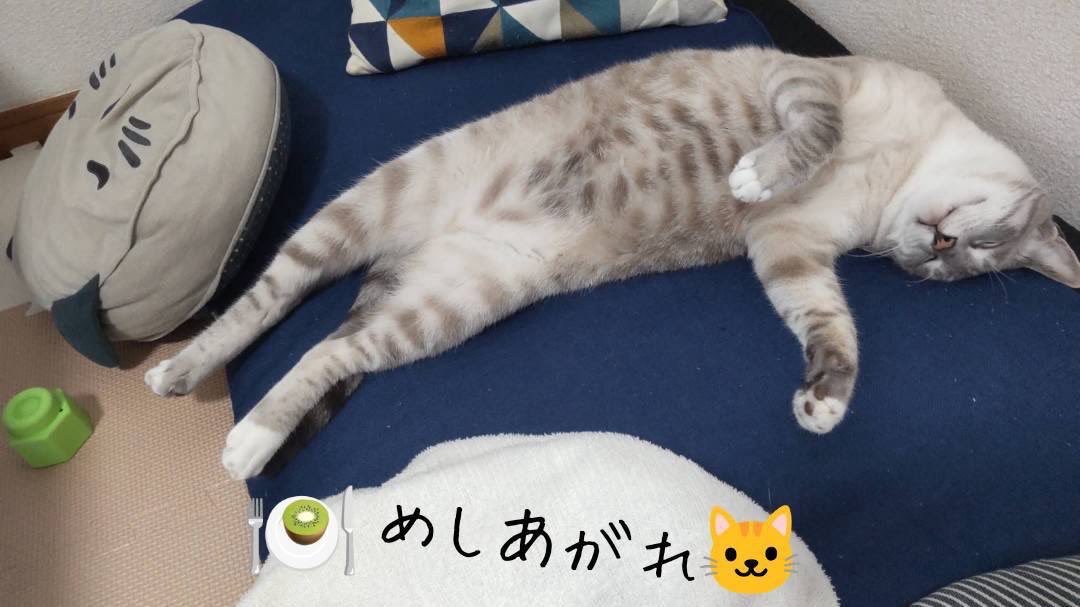 gM6mF6Ye8orX3u4's tweet photo. 猫はスイーツ　#こわがりねこのそら　#ねこ　#ねこかつ　#保護猫　#cat #猫のいる暮らし   #漫画がよめるハッシュタグ　#マンガ　#2026年　#8月　#ねこカフェ　#キャット　#すい https://t.co/n6YDsHqoB8