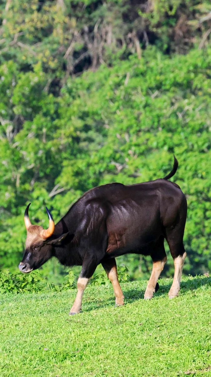 wordofmout's tweet photo. กระทิง (Gaur) 🐃
ยักษ์ใหญ่แห่งป่า ขนสีดำเข้ม ขาขาวเหมือนใส่ถุงเท้า เขาโค้งสวย แข็งแรงและสง่างาม เป็นวัวป่าที่ใหญ่ที่สุดในโลก พบได้ในป่าไทย แต่จำนวนลดลง ต้องช่วยกันอนุรักษ์ไว้นะ
#กระทิง #สัตว์ป่าไทย https://t.co/qHHtT6Gok7