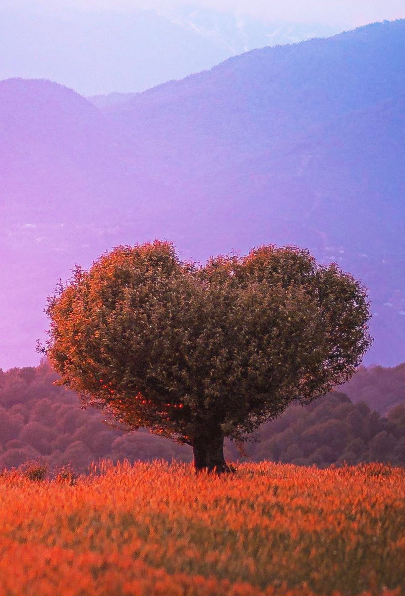 ASARUL02's tweet photo. Heart-shaped tree at Bir in Himachal Pradesh, India 🇮🇳. https://t.co/eTmZg62Wse