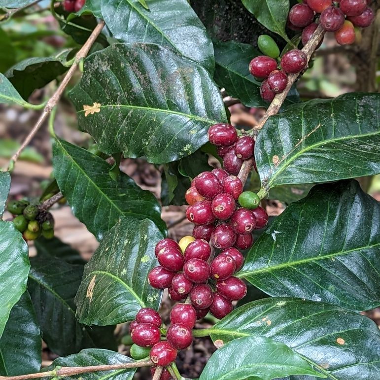 Cafe_Kreyol's tweet photo. Every great cup of coffee starts long before it reaches a roaster.
From ripe cherries and careful harvesting to controlled fermentation, drying, and quality evaluation, exceptional coffee is built one decision at a time.
#SpecialtyCoffee #CoffeeQuality #CoffeeOrigin https://t.co/JFxWR0Z6Qv