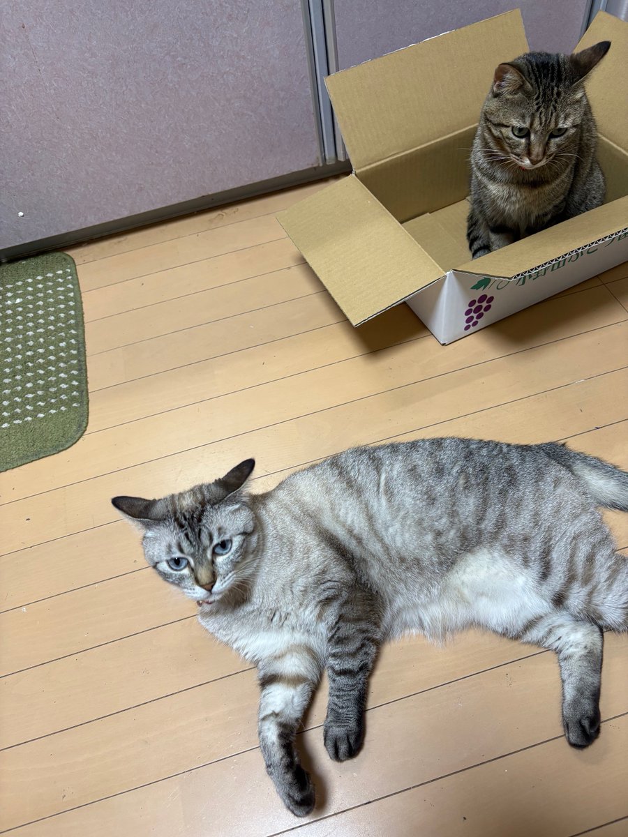 あ様へ♥5/28 猫母娘が好きやなあ