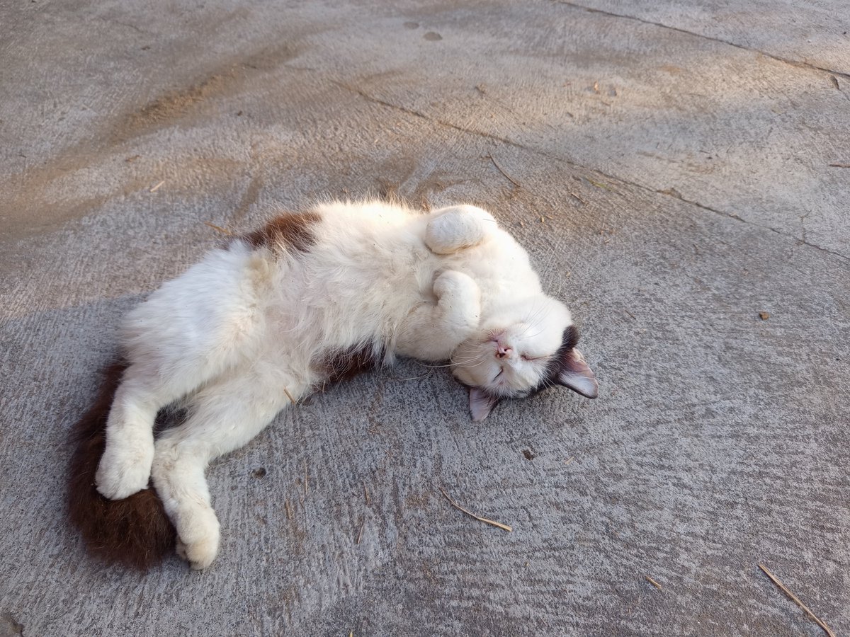 iceteaaaaa_'s tweet photo. my cat😗 https://t.co/jI8LoJt8g8