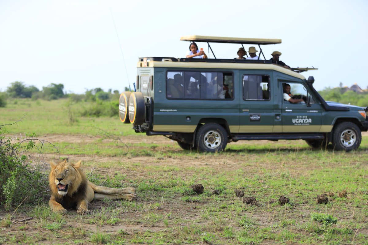 ubctvuganda's tweet photo. PHOTOS: Day 2 of #UWAOpenParkDays, the renowned lion Jacob, the "King of the Jungle," was spotted relaxing this morning on the Kasenyi Plains in Queen Elizabeth National Park. 

📷 @ManuelMwanje | 📷 @LyslayOsoa #ExploreUganda https://t.co/gdhcW0CoOS