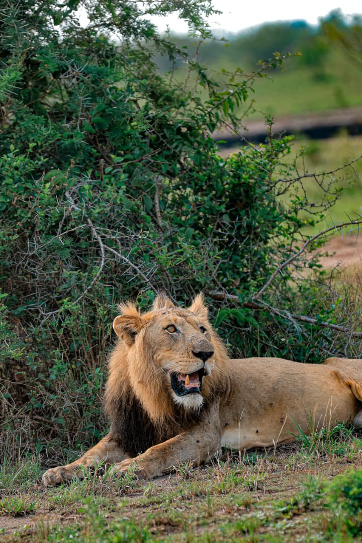 ubctvuganda's tweet photo. PHOTOS: Day 2 of #UWAOpenParkDays, the renowned lion Jacob, the "King of the Jungle," was spotted relaxing this morning on the Kasenyi Plains in Queen Elizabeth National Park. 

📷 @ManuelMwanje | 📷 @LyslayOsoa #ExploreUganda https://t.co/gdhcW0CoOS