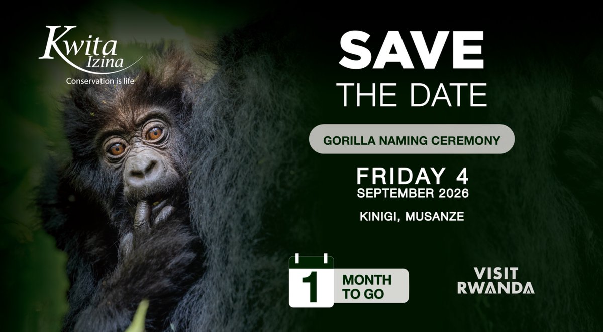Kwitaizina's tweet photo. One month until Rwanda welcomes the world to #KwitaIzina. 🦍

Join us on 4 September 2026 in Kinigi, Musanze, as we celebrate the newest generation of mountain gorillas and Rwanda's continued commitment to conservation and sustainable tourism.

#VisitRwanda https://t.co/z7jTokpCTT