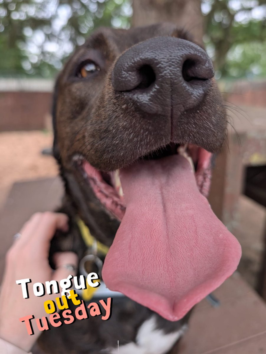 DT_Kenilworth's tweet photo. POV: you're giving Copper the best scratches and he gives you this face πΆπ
#RescueDog #Rehome #Adopt #INeedAHome #Crossbreed https://t.co/OjucvvHgnv