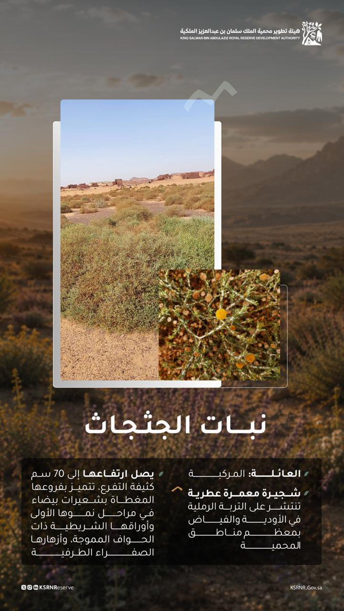 KSRNReserve's tweet photo. يمثل الجثجاث جزءًا من ثراء الغطاء النباتي الذي تحتضنه محمية الملك سلمان بن عبدالعزيز الملكية https://t.co/vJAqT0E4LT