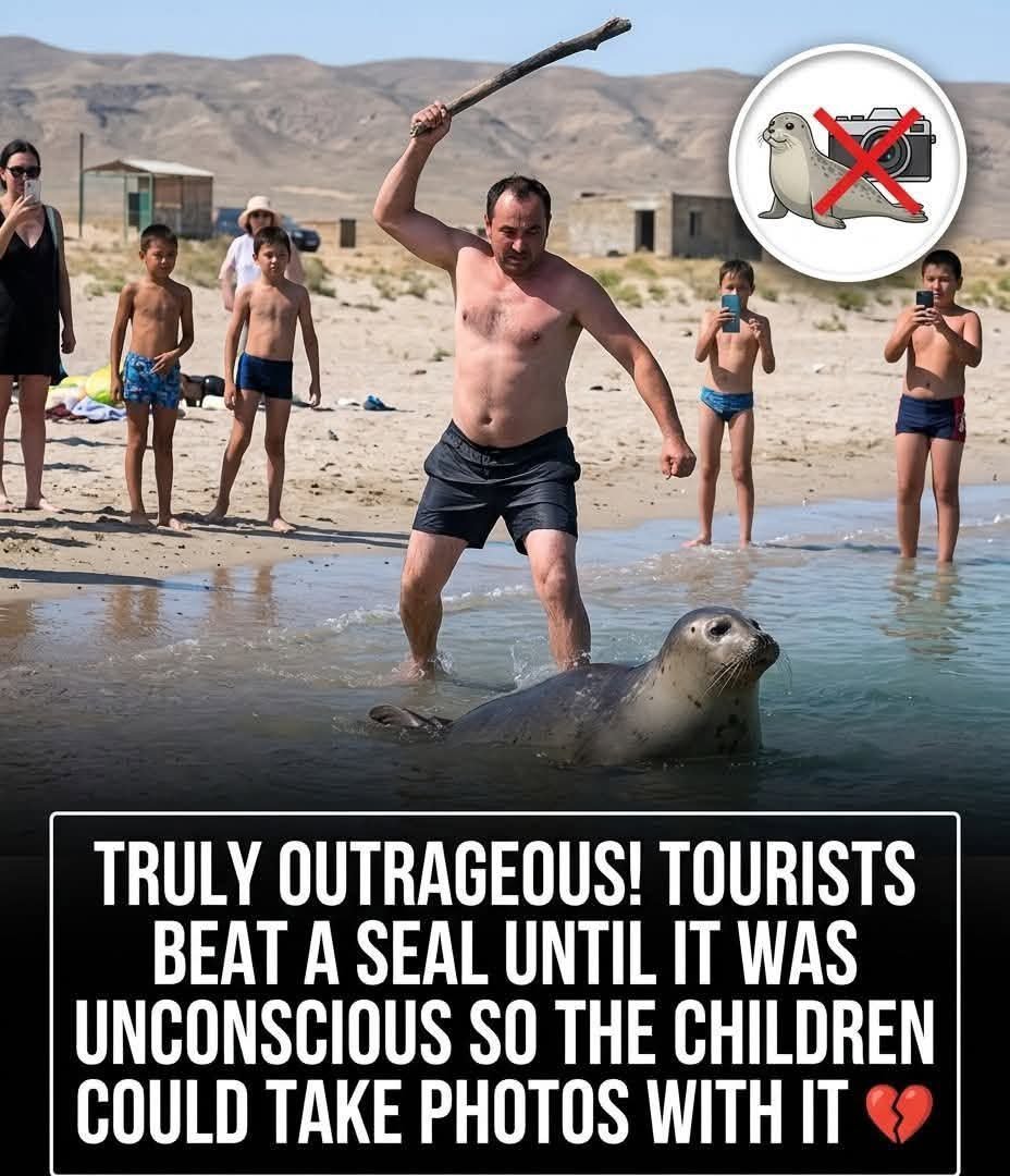 yolandaschultes's tweet photo. Abscheulich grausam.
An einem Strand in Kuryk, Kasachstan, wurden Touristen gefilmt, wie sie eine wehrlose Robbe angriffen, um Fotos mit ihr zu machen.

Das Video zeigt, wie Männer die Robbe mit Stöcken und Steinen schlugen, bis sie bewusstlos wurde. Mehrere Personen sahen zu, ohne einzugreifen. Ein Augenzeuge berichtete, die Männer hätten die Robbe aus dem Wasser gezogen, damit Kinder Fotos machen und Spaß haben konnten.

Nach dem Fotoshooting warfen die Angreifer die Robbe zurück ins Meer, ohne zu prüfen, ob sie noch lebte. Die Aufnahmen haben in der Region große Empörung ausgelöst, insbesondere weil es bereits zuvor ähnliche Angriffe auf Wildtiere durch rücksichtslose Touristen gegeben hat.