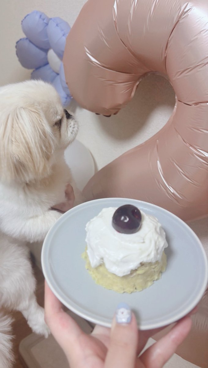 hotani25's tweet photo. みぞれお誕生日おめでとう🐶🎂 https://t.co/JgTIIg0j8h