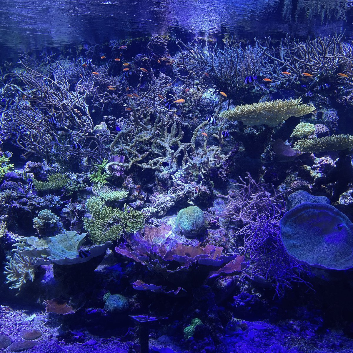 reiru424's tweet photo. 名古屋港水族館に行ってきました！

暑い日が続きますが、水族館は涼しくていいですね🐬 イルカやチンアナゴ、ふわふわ漂うクラゲに癒やされました🪼 https://t.co/Wvu0LjCVSV