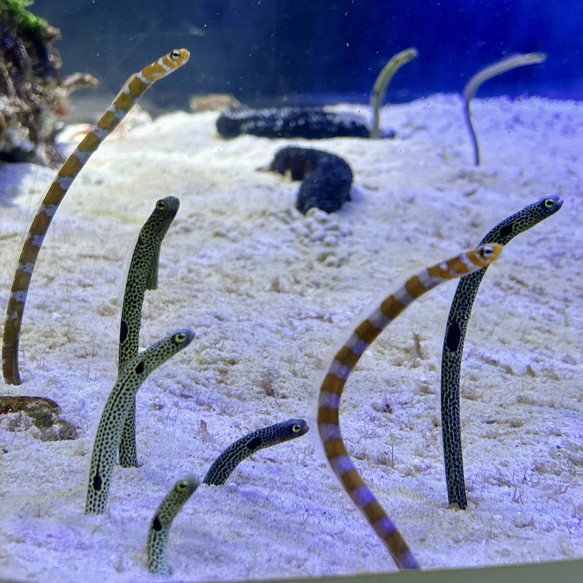 reiru424's tweet photo. 名古屋港水族館に行ってきました！

暑い日が続きますが、水族館は涼しくていいですね🐬 イルカやチンアナゴ、ふわふわ漂うクラゲに癒やされました🪼 https://t.co/Wvu0LjCVSV