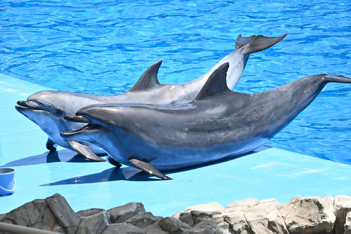 reiru424's tweet photo. 名古屋港水族館に行ってきました！

暑い日が続きますが、水族館は涼しくていいですね🐬 イルカやチンアナゴ、ふわふわ漂うクラゲに癒やされました🪼 https://t.co/Wvu0LjCVSV