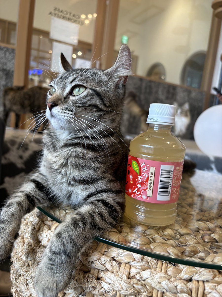 Taroumaru81's tweet photo. 友達と人生初の猫カフェに行ってきた。天国🐈 https://t.co/oaRKhmtrZm