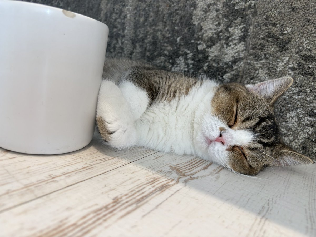 Taroumaru81's tweet photo. 友達と人生初の猫カフェに行ってきた。天国🐈 https://t.co/oaRKhmtrZm