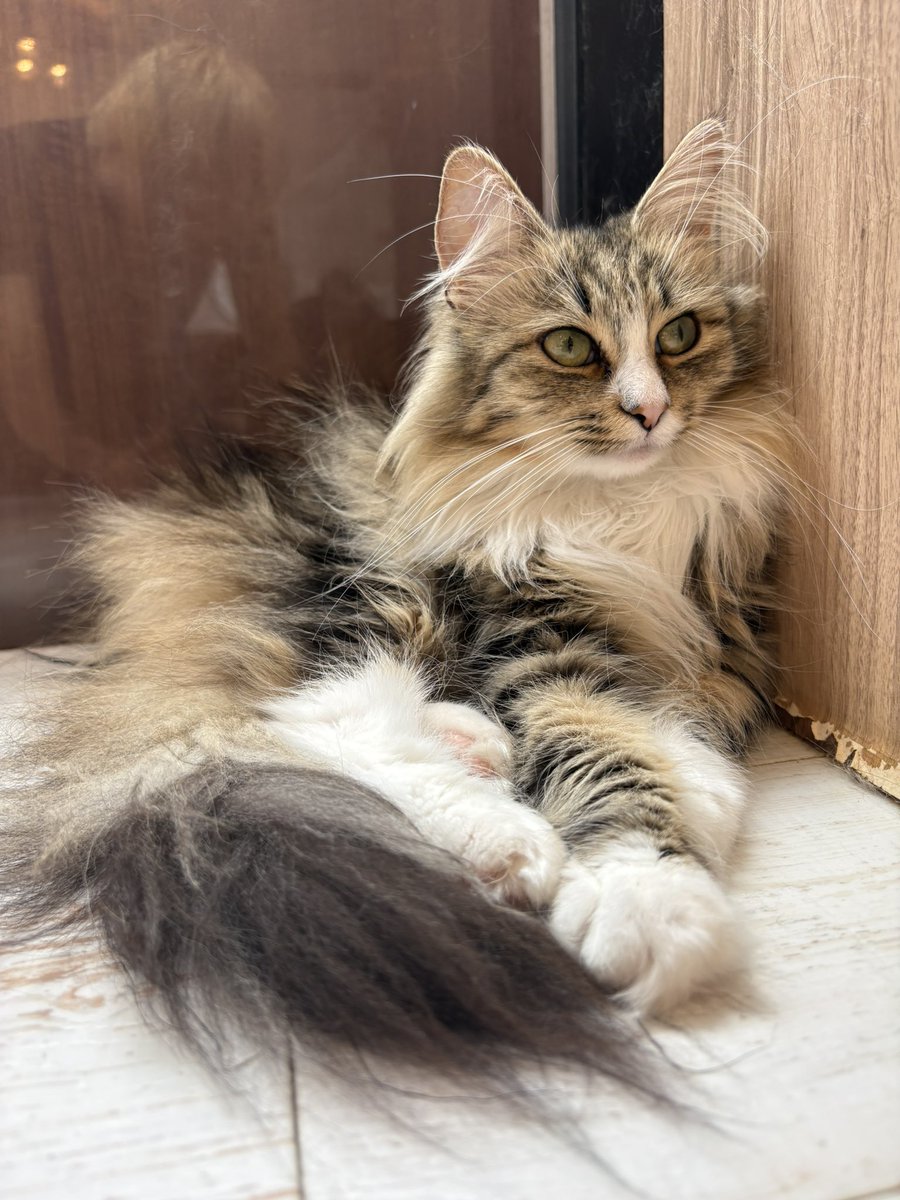 Taroumaru81's tweet photo. 友達と人生初の猫カフェに行ってきた。天国🐈 https://t.co/oaRKhmtrZm
