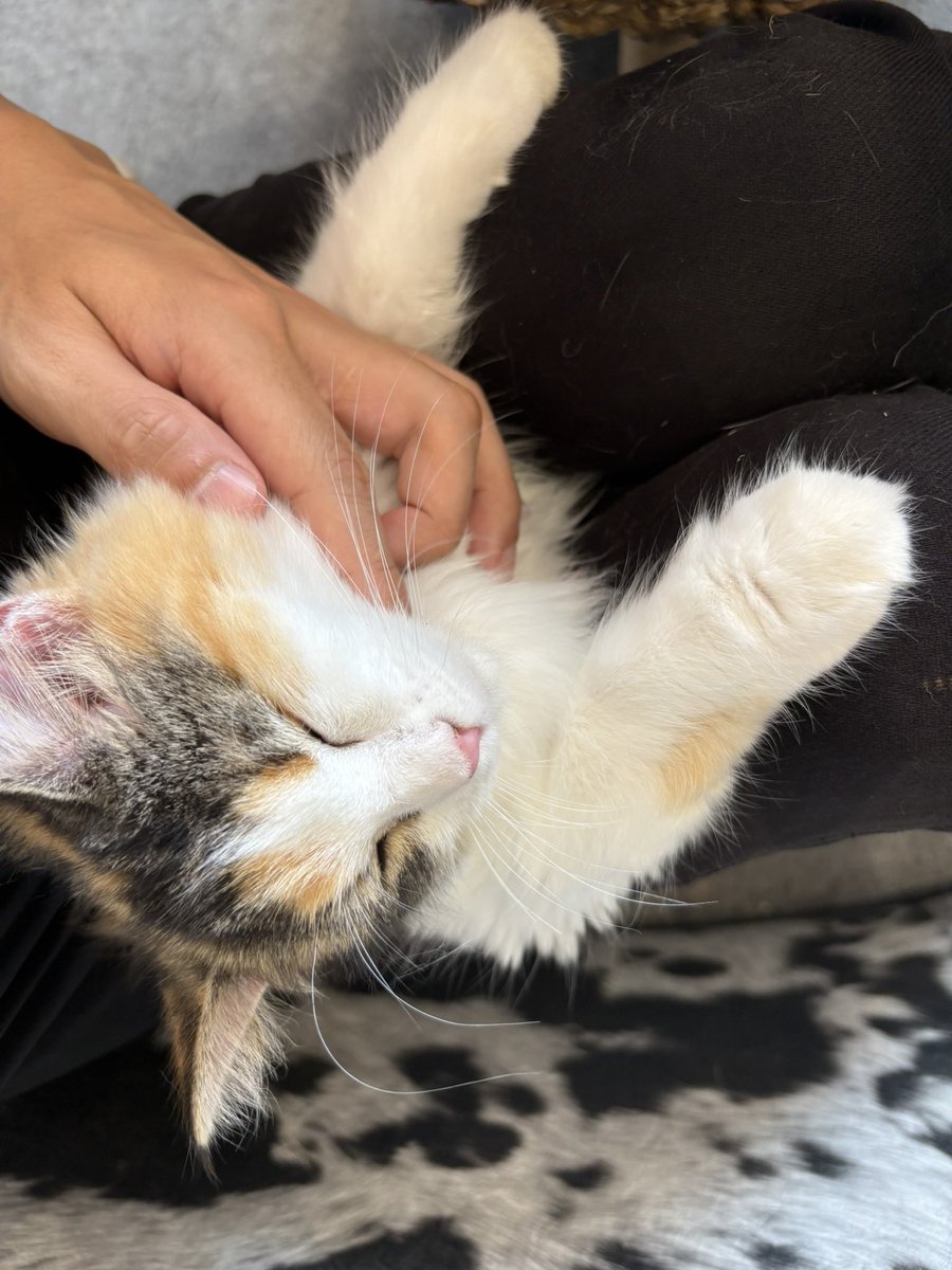 Taroumaru81's tweet photo. 友達と人生初の猫カフェに行ってきた。天国🐈 https://t.co/oaRKhmtrZm