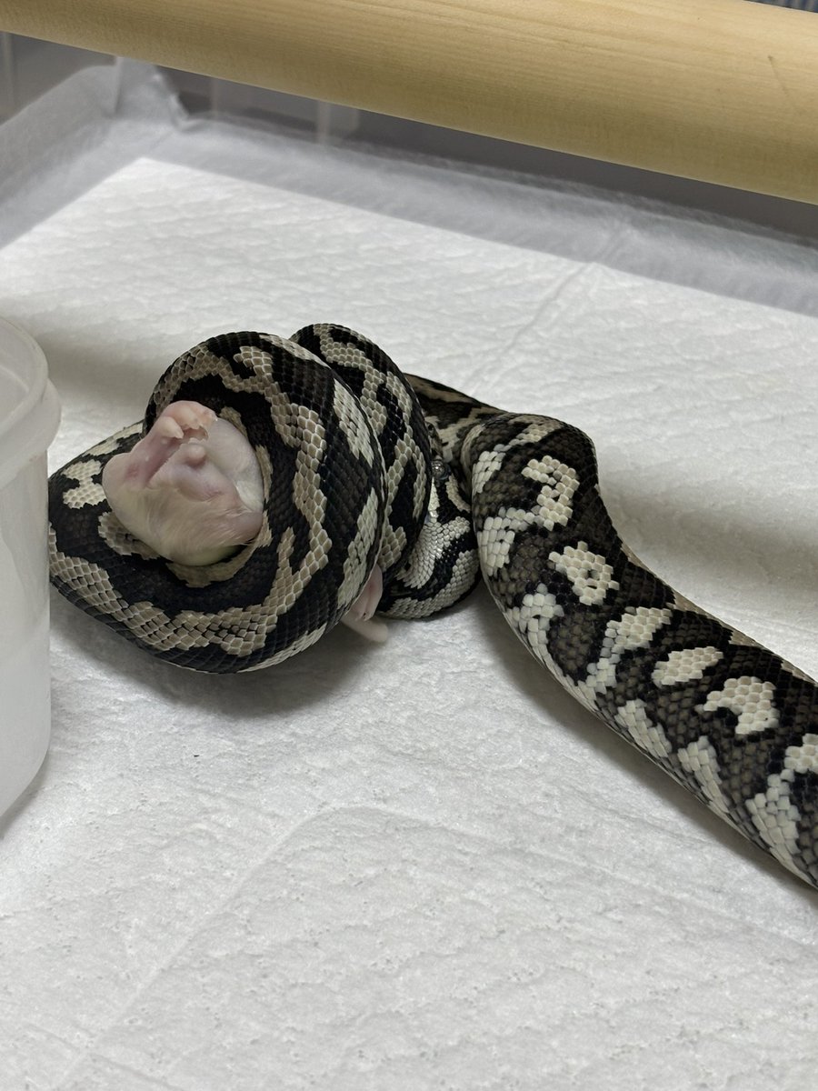 8000tetsuya's tweet photo. カーペット🐍は食べるウチにガンガン与えておく🙂
中２日開けてラット給餌🐀 https://t.co/aeUdAKVQPb