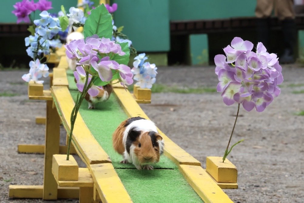 ChikozanZoo's tweet photo. 今日8/4はテンジクネズミが日本に来た日！🐹

江戸時代末期の天保14年7月9日にオランダ人によって長崎に持ち込まれたのが始まりと言われ、これを現在の暦に置きかえると1843年8月4日となります！

ちなみに最初にやって来たテンジクネズミは三毛のイングリッシュ（つむじのない短毛種）だそうです！ https://t.co/UurUxt8C0G