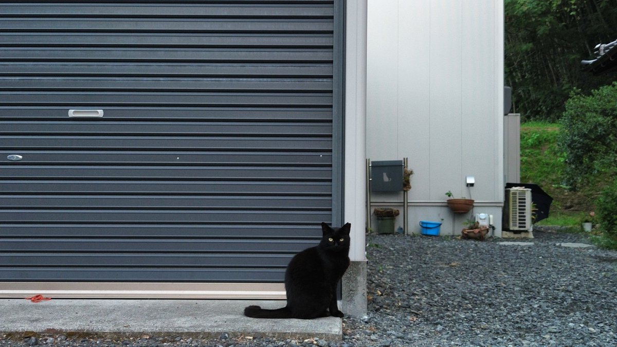 nuko14k's tweet photo. #にゃんちき写真展
ドローンでよく来る地域猫と山の上の撮影 https://t.co/uRCByf7Ruf