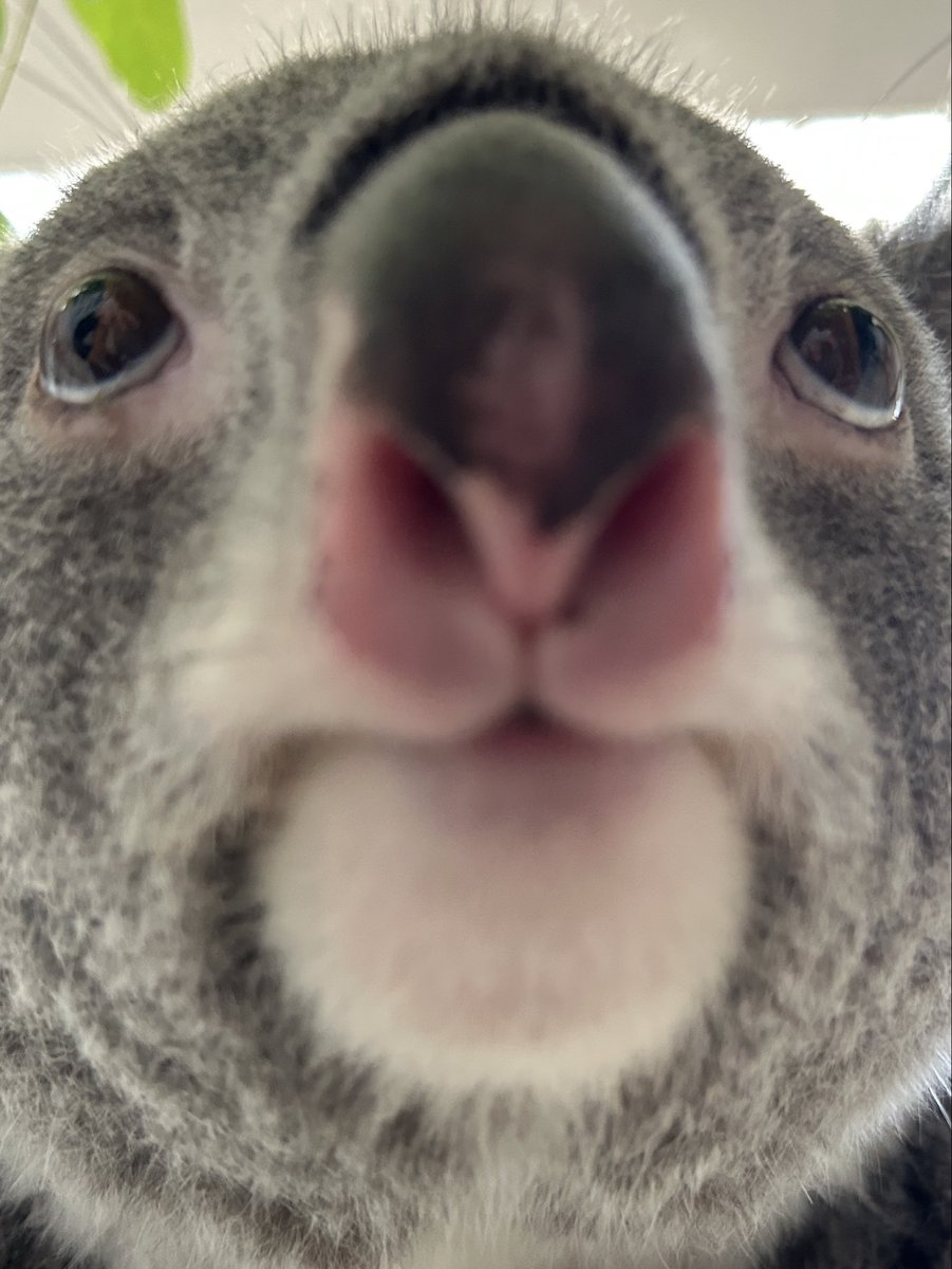 englandhill_zoo's tweet photo. なんというかこまちって随所に有袋類らしさを感じる顔立ちだと思うんです
おやすみなさい@(・●・)@
#コアラ #こまち https://t.co/eStCPvb6EE