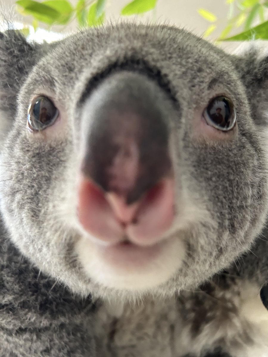 englandhill_zoo's tweet photo. なんというかこまちって随所に有袋類らしさを感じる顔立ちだと思うんです
おやすみなさい@(・●・)@
#コアラ #こまち https://t.co/eStCPvb6EE