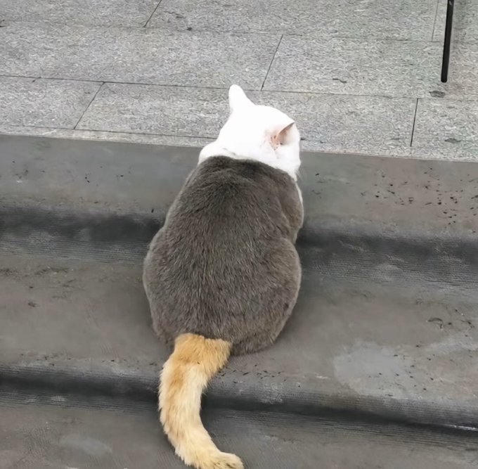 nekokolife's tweet photo. とんでもない三毛猫いたから見て https://t.co/vAAskyGAYa