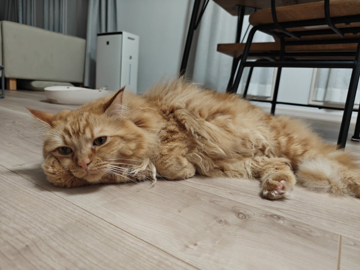 sonata0929's tweet photo. 頬杖らんくん。久々に見れたので、色んな角度から撮りました。
 #猫のいる暮らし  #猫のいる幸せ  #サイベリアン https://t.co/i3Q0J1yNc3
