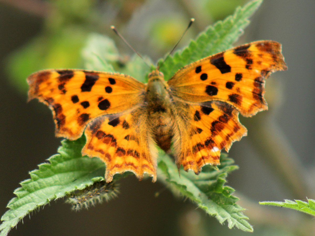 MorvienR's tweet photo. I just counted 22 butterflies in the Big #ButterflyCount. Help @SaveButterflies & join in https://t.co/KIqbKimTbg #ButterflyCount including this comma on nettles and looks like a caterpillar underneath the nettle🐛@Team4Nature @Britnatureguide @NatureUK @WildlifeMag https://t.co/S5uMzS0pMR
