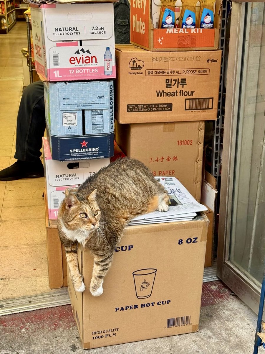 Bodegacats_'s tweet photo. https://t.co/iDi2fqMIpm
