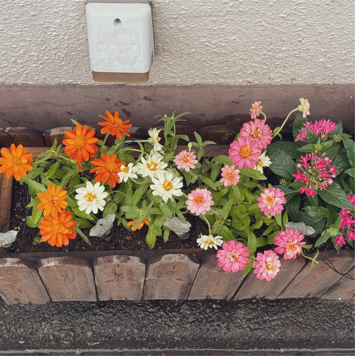 mecanbox's tweet photo. 夏の彩りでお客さまをお迎え🌻

小雨が降るなかアトリエ花壇の植え替え。
早朝からスタッフちゃんがお手伝いしてくれました♡

切り戻し剪定した紫陽花たちは来年まで事務所でお世話します🪻 https://t.co/niUuLspMZx