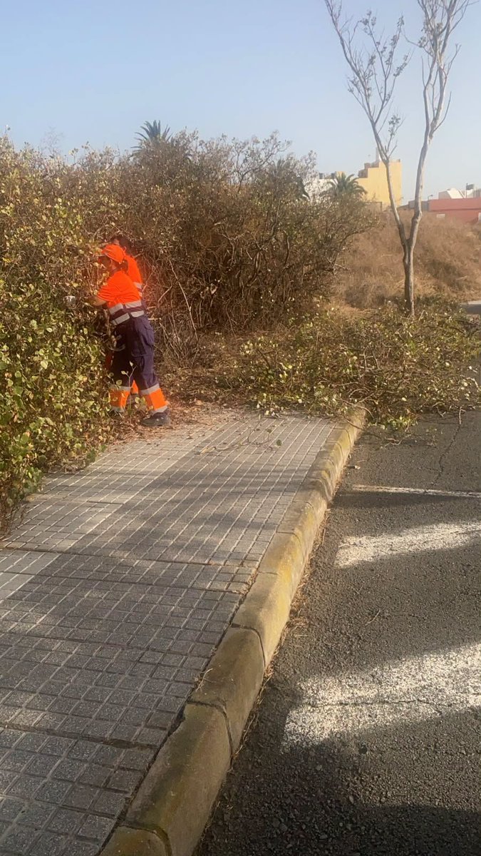 LimpiezaLPGC's tweet photo. LIMPIEZAS ESPECIALES
Actuaciones especiales de limpieza, desbrozado de hierbas (manual y mecanizado) en San Francisco de Paula. https://t.co/VCsAJPV9fS