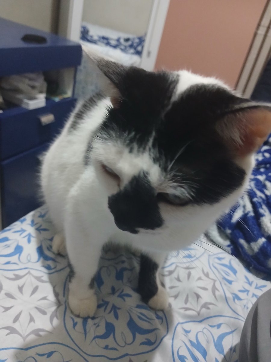 nnarusasulover's tweet photo. A gata gorda lésbica de Ryan https://t.co/v8KTzWe5t9