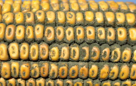 CropNetwork's tweet photo. Scouting is similar for all corn ear rots. Starting at late dent stage (R5), choose 20 ears from five areas in the field. Pull back the husk to see the entire ear.  

It's critical to identify ear rots in the field as many ear rot fungi produce mycotoxins, which can harm livestock and humans. Contaminated grain can be difficult to market and may be docked in price.  

Find out more at Extension's https://t.co/A7snlWiJCi.

@cropdoc08 @baldpathologist @MartinChilvers1 @travisfaske @alisonrISU @ppp_trey @badgercropdoc @OnofreLab @DTelenko @NationalCorn @kscorn