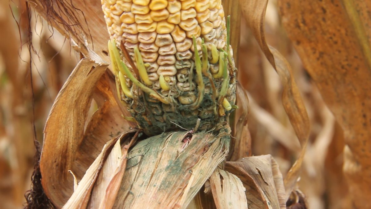 CropNetwork's tweet photo. Scouting is similar for all corn ear rots. Starting at late dent stage (R5), choose 20 ears from five areas in the field. Pull back the husk to see the entire ear.  

It's critical to identify ear rots in the field as many ear rot fungi produce mycotoxins, which can harm livestock and humans. Contaminated grain can be difficult to market and may be docked in price.  

Find out more at Extension's https://t.co/A7snlWiJCi.

@cropdoc08 @baldpathologist @MartinChilvers1 @travisfaske @alisonrISU @ppp_trey @badgercropdoc @OnofreLab @DTelenko @NationalCorn @kscorn