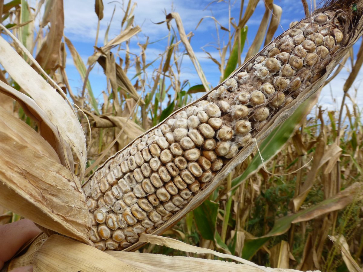 CropNetwork's tweet photo. Scouting is similar for all corn ear rots. Starting at late dent stage (R5), choose 20 ears from five areas in the field. Pull back the husk to see the entire ear.  

It's critical to identify ear rots in the field as many ear rot fungi produce mycotoxins, which can harm livestock and humans. Contaminated grain can be difficult to market and may be docked in price.  

Find out more at Extension's https://t.co/A7snlWiJCi.

@cropdoc08 @baldpathologist @MartinChilvers1 @travisfaske @alisonrISU @ppp_trey @badgercropdoc @OnofreLab @DTelenko @NationalCorn @kscorn