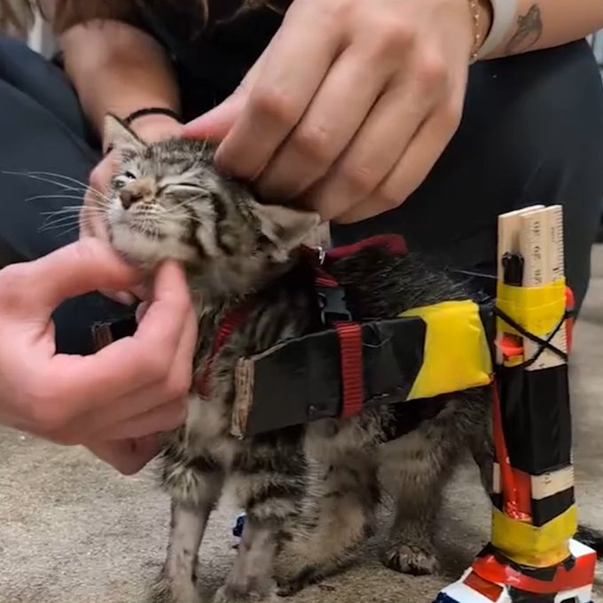 WilddSpectrum's tweet photo. THIS KITTEN GOT A SECOND CHANCE TO WALK

A homemade wheelchair gave this tiny kitten a new chance at life.

Built using simple materials like rulers, clips, and Hot Wheels parts, the tiny chair helps Gelato move around while slowly rebuilding strength in his back legs.

With patience, care, and a little creativity, this little fighter is learning to walk again.

One of the most heartwarming examples of how humans can change an animal’s life.