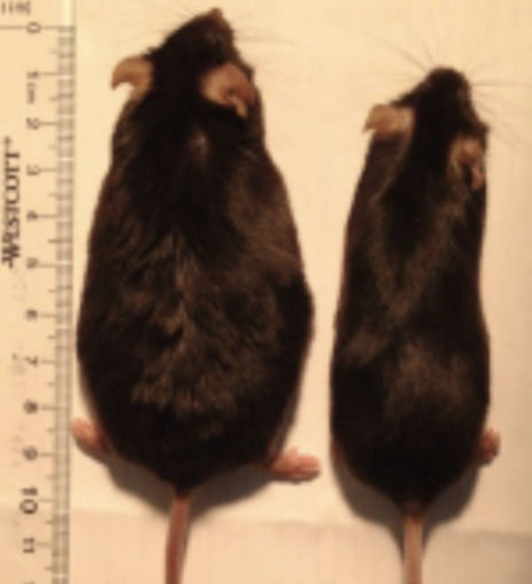 FarvingCo's tweet photo. A bacterium in your gut might be behind your BELLY FAT.

A SINGLE BACTERIUM made up 35% of an obese man’s gut.

They eliminated it. He lost 113 POUNDS in 23 weeks. The bacterium went from 35% to undetectable.

They put it in mice. The mice became obese.

The bacterium produces a toxin called LPS. It activates a gene that stores fat and deactivates a gene that burns it.

Your gut wall  - literally one cell thick - is the ONLY barrier keeping that toxin out of your blood.

EVERY ibuprofen you’ve taken has been damaging it. EVERY drink has been dissolving it. For years.

One compound repairs it. Your stomach already produces it. The ibuprofen made sure you’re not making enough.

Here’s what it is and how to use it (your doctor never mentioned it) 👇

PMID: 23235292