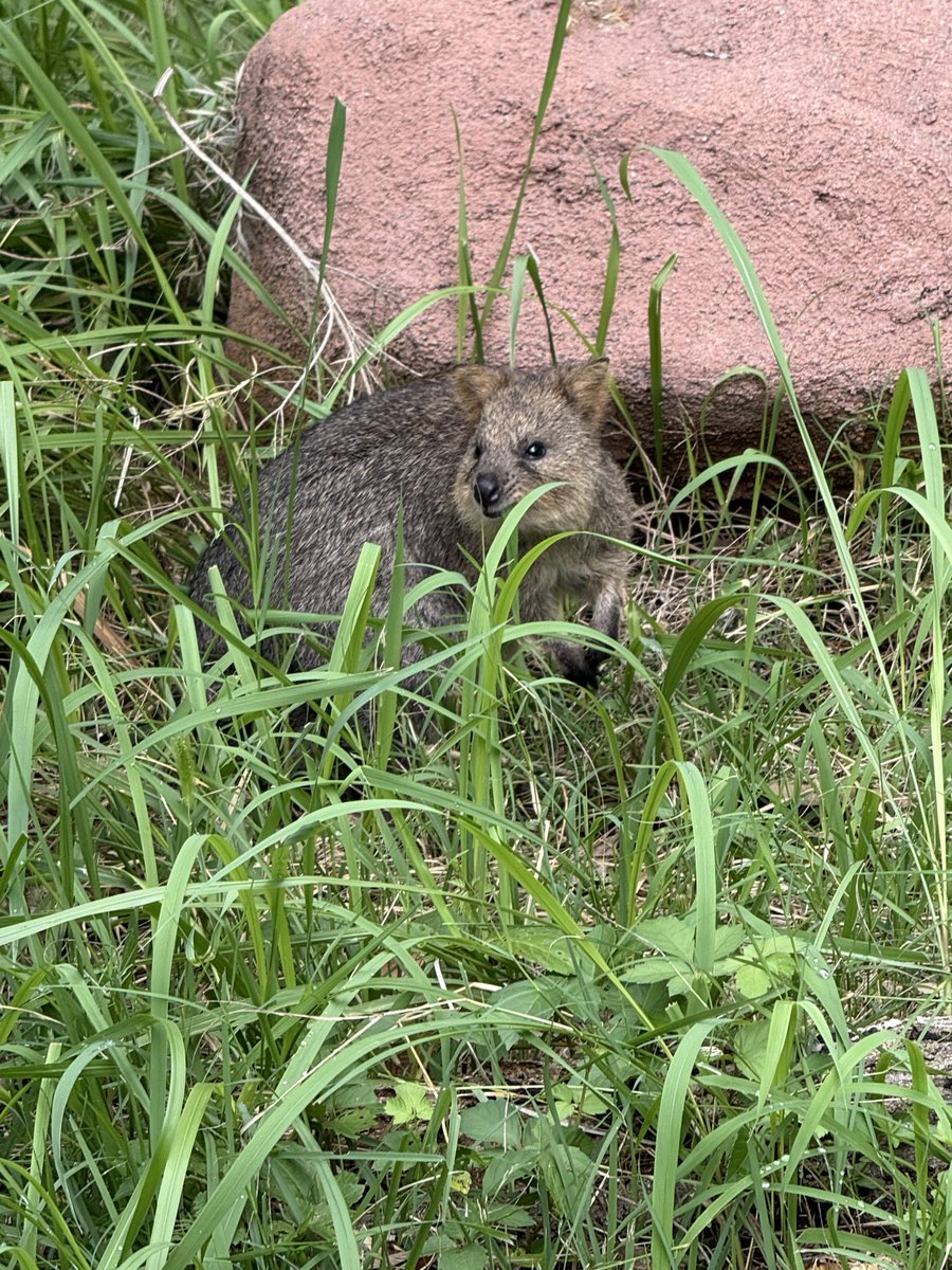 chanai39's tweet photo. 首の角度が可愛さ度上げてる
ひーかわいいいぃてなりながら連写🐨 https://t.co/l2wX8at5Mt