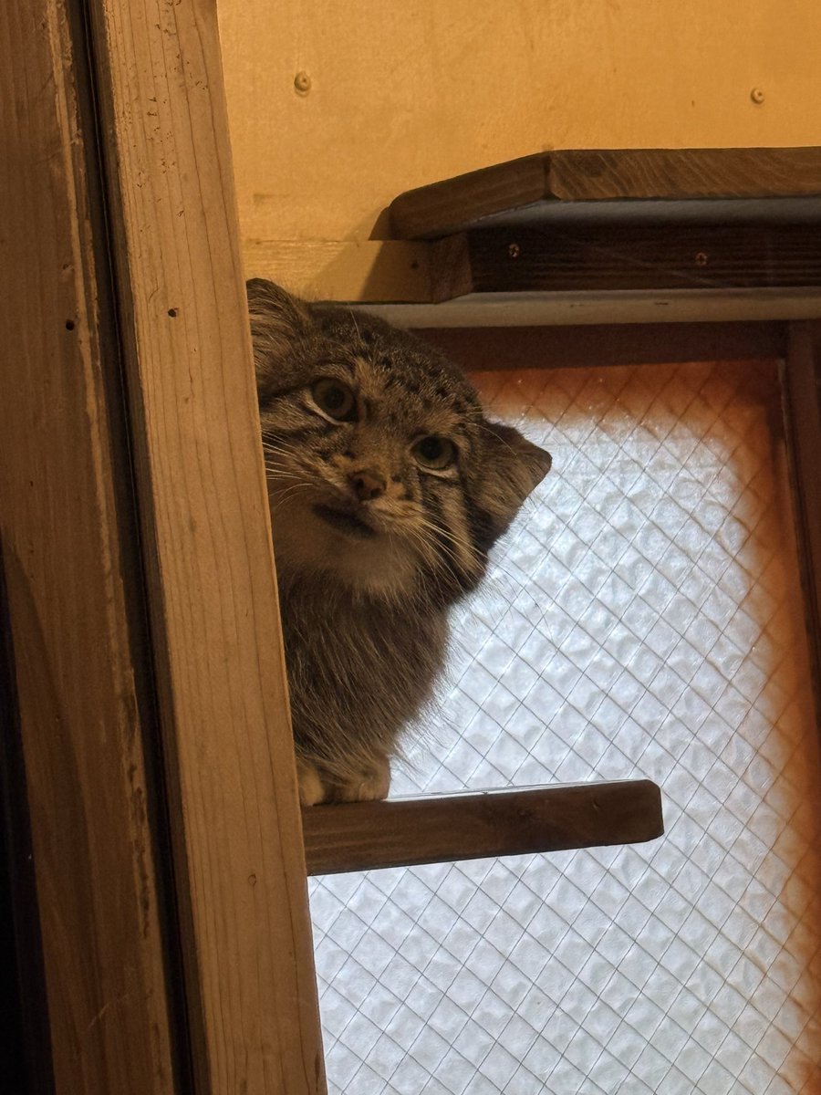 chanai39's tweet photo. 首の角度が可愛さ度上げてる
ひーかわいいいぃてなりながら連写🐨 https://t.co/l2wX8at5Mt