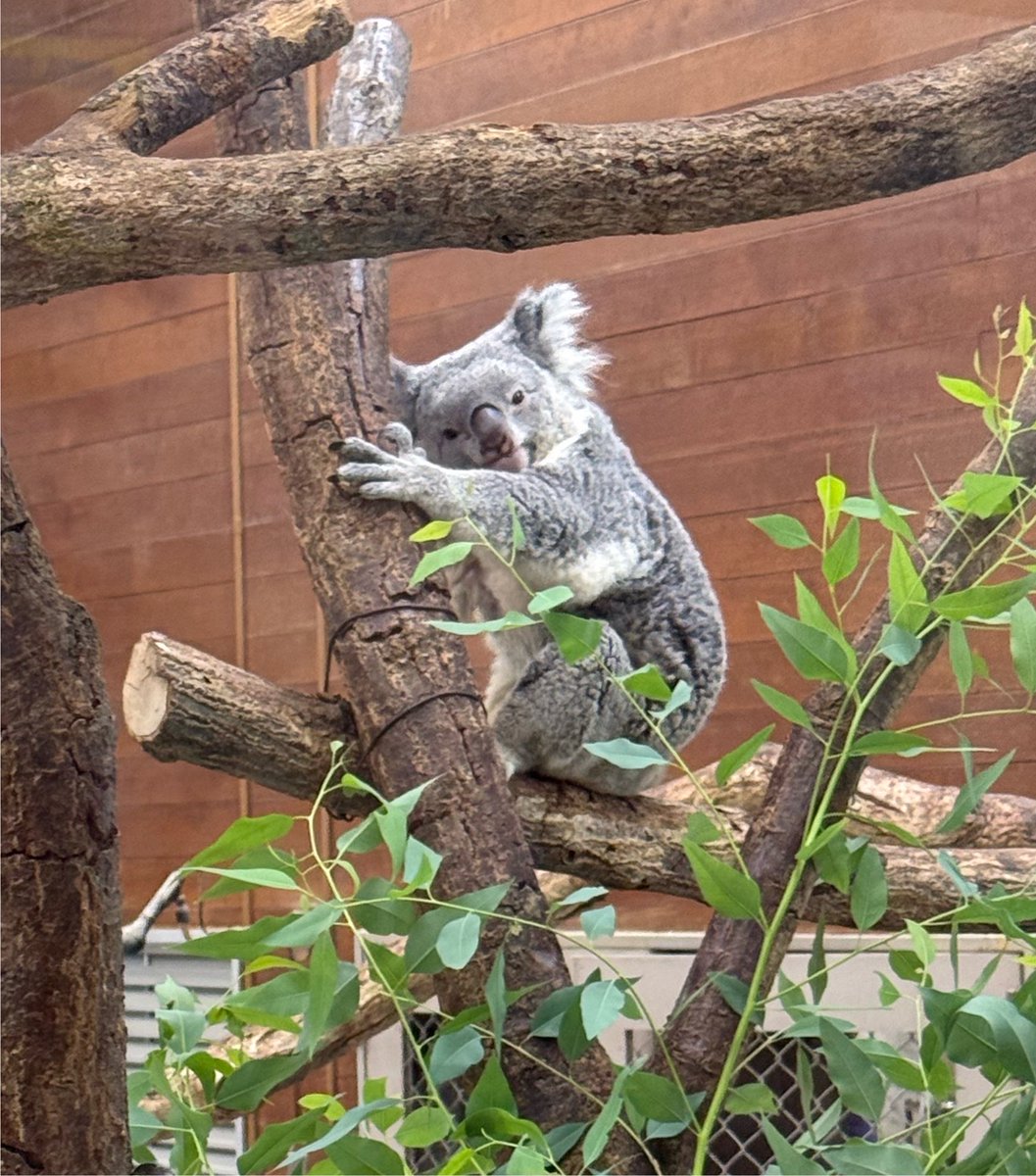 chanai39's tweet photo. 首の角度が可愛さ度上げてる
ひーかわいいいぃてなりながら連写🐨 https://t.co/l2wX8at5Mt