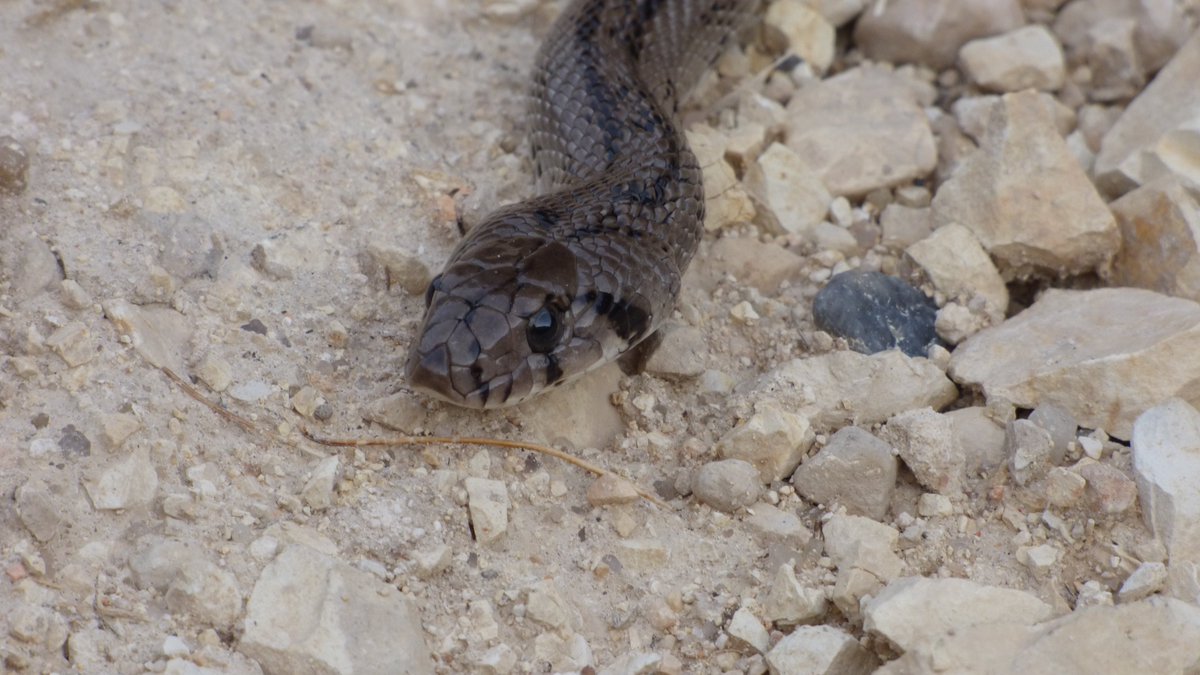 Herudeldin's tweet photo. Hello world.
#Snakes #Serpientes #Reptiles #Wildlife https://t.co/zNbBdOiOLc