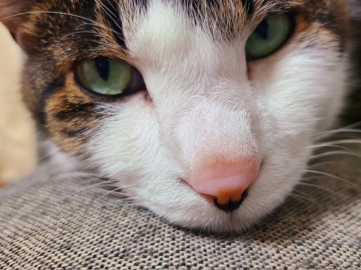 sei_satb's tweet photo. 今日は体調悪いのか、さっさと布団に連れていけなご様子の猫さま。 https://t.co/ZiRF8RWrqP