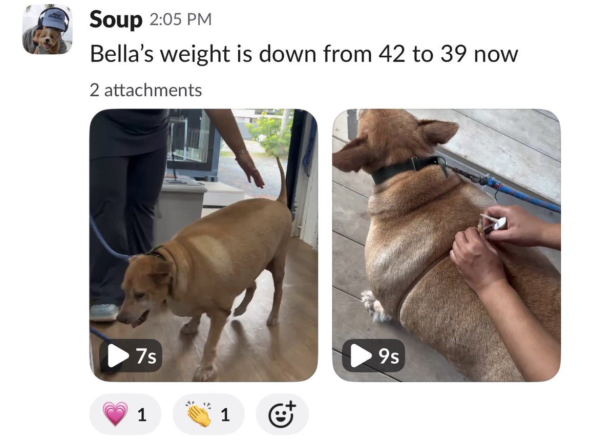 NiallHarbison's tweet photo. And the first weigh in was a success. She is down about 3kg which is close to 7lbs. 

It will get a lot harder from here onwards but she is on the mend and I think she has to be feeling a lot better about herself (5/5) https://t.co/EmDld8QXXd