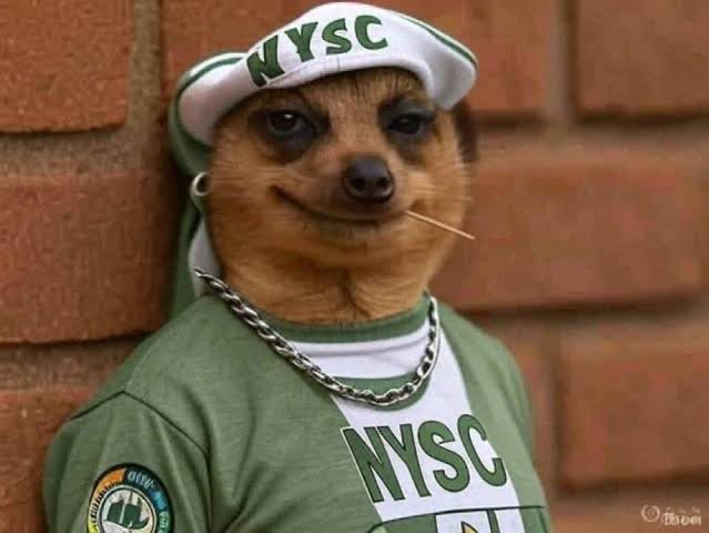 nysc247updatez's tweet photo. 7 Funny “Types” of Graduates You May Meet in NYSC Camp. 

1. The Grammar Police

The ones who speak flawless English and are always ready to correct everyone’s pronunciation, grammar and choice of words.

2. The “Which School Is That?” Graduate

The ones who mention their school and you immediately ask, “Wait, where is that school located?” 😂

3. The “Copper” Graduate

The ones who still spell corper as copper and somehow managed to graduate from a university. 😭

4. The Professional Copier

The ones who cannot fill a simple form, write an official letter or sign their name without first looking at what someone else wrote. 😂

5. The School Ambassador

The ones who believe their university is the best in Nigeria and will somehow mention their school in every conversation.

6. The Foreign-Trained Graduate

The ones who went to school abroad and will remind you every five minutes that things are different “over there.” 😂

7. The “One Nigeria” Skeptic

The ones who are always ready to turn every small camp argument into a tribal or regional debate. 😭

NYSC camp is truly where you realise that graduating from a university does not mean all graduates are the same. 😂