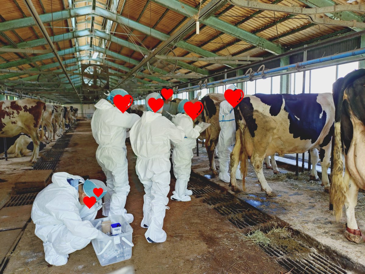 u4mou's tweet photo. 今日は、9月頭に予定している牛群ドック検討会のための採血でした🐮

昨年同様、MAX暑いタイミングでの採血。昨年と変わった飼料と、試験中のビタミン給餌の変化がどこまで出るのか楽しみ☺️

３枚目は最新の乳質成績。昨年に比べると、今年は乳脂肪が常に４近い。 https://t.co/X1Weyo53ry