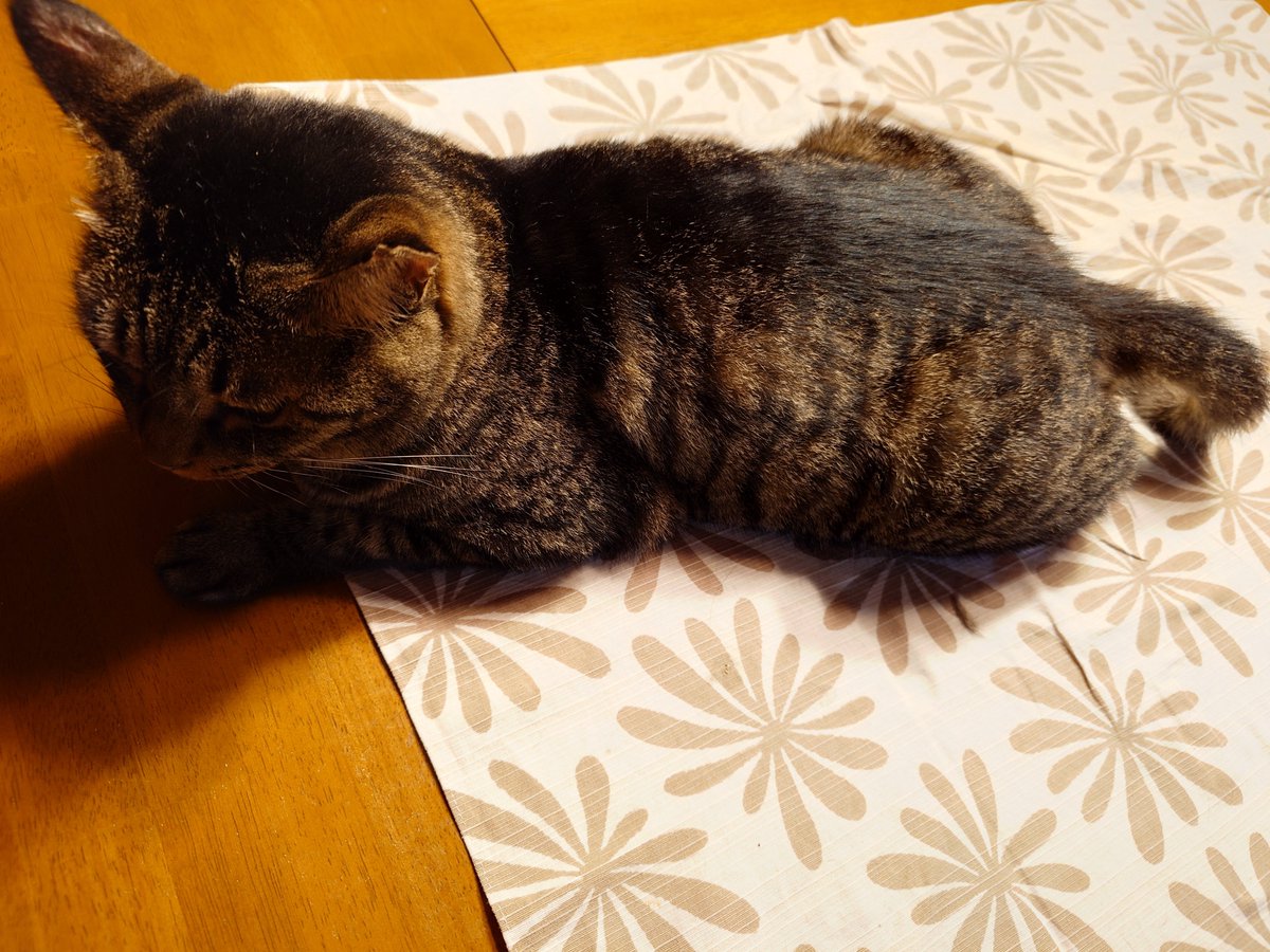 Ken_Fukui1010's tweet photo. 実家でご飯食べようとしたら食卓に猫がいたんですが、僕の家はいつからこんなに自由になったんでしょうか https://t.co/ehh7KIdgWl