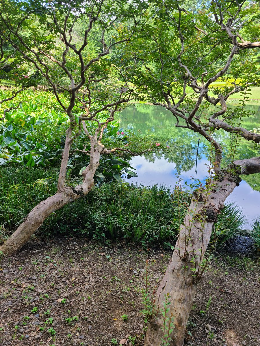 gessenryu56612's tweet photo. 東御苑／サルスベリ(百日紅)
薄紫色が盛りですが、真っ赤サルスベリはお仕舞いが近いかな。 https://t.co/7x0RbnaKoV