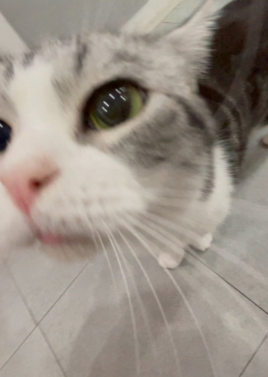 maroyeop's tweet photo. @muxang_ 뜬금없지만 제가 키우는건 아니고 그냥 아는 고양이가 잇는데 그 고양이 자랑 점 하겟습니다 https://t.co/PxFgXSRHMu