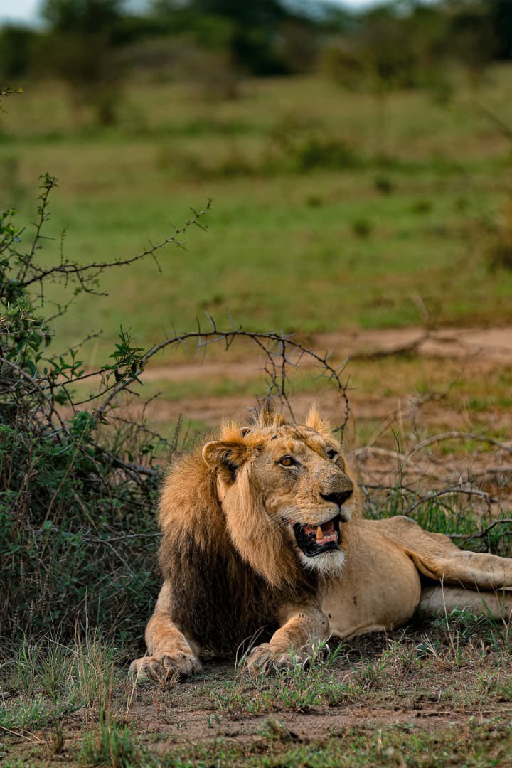 AllanSseky's tweet photo. The story of this 11 year old lion called Jacob is heart touching. 
It migrated from Inshasa with its brother Tibu, crossed the Kazinga Channel together and settled in Queen Elizabeth National Park. 
Unfortunately Jacob's left hind leg was severed by a poacher's wire Snare in Inshasha 

To date, it's brother Tibu hunts food and brings it to Jacob. 

#UWAOpenParkDays